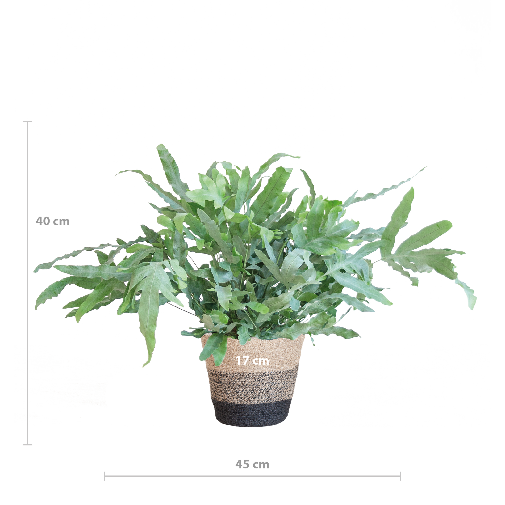 Phlebodium Aureum 'Blue Star' mit Korb Lissabon schwarz - 40cm - Ø17 - Botanic-Vibes
