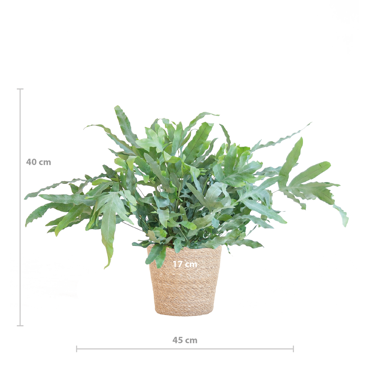 Phlebodium Aureum 'Blue Star' mit Korb Sofia natur - 40cm - Ø17 - Botanic-Vibes