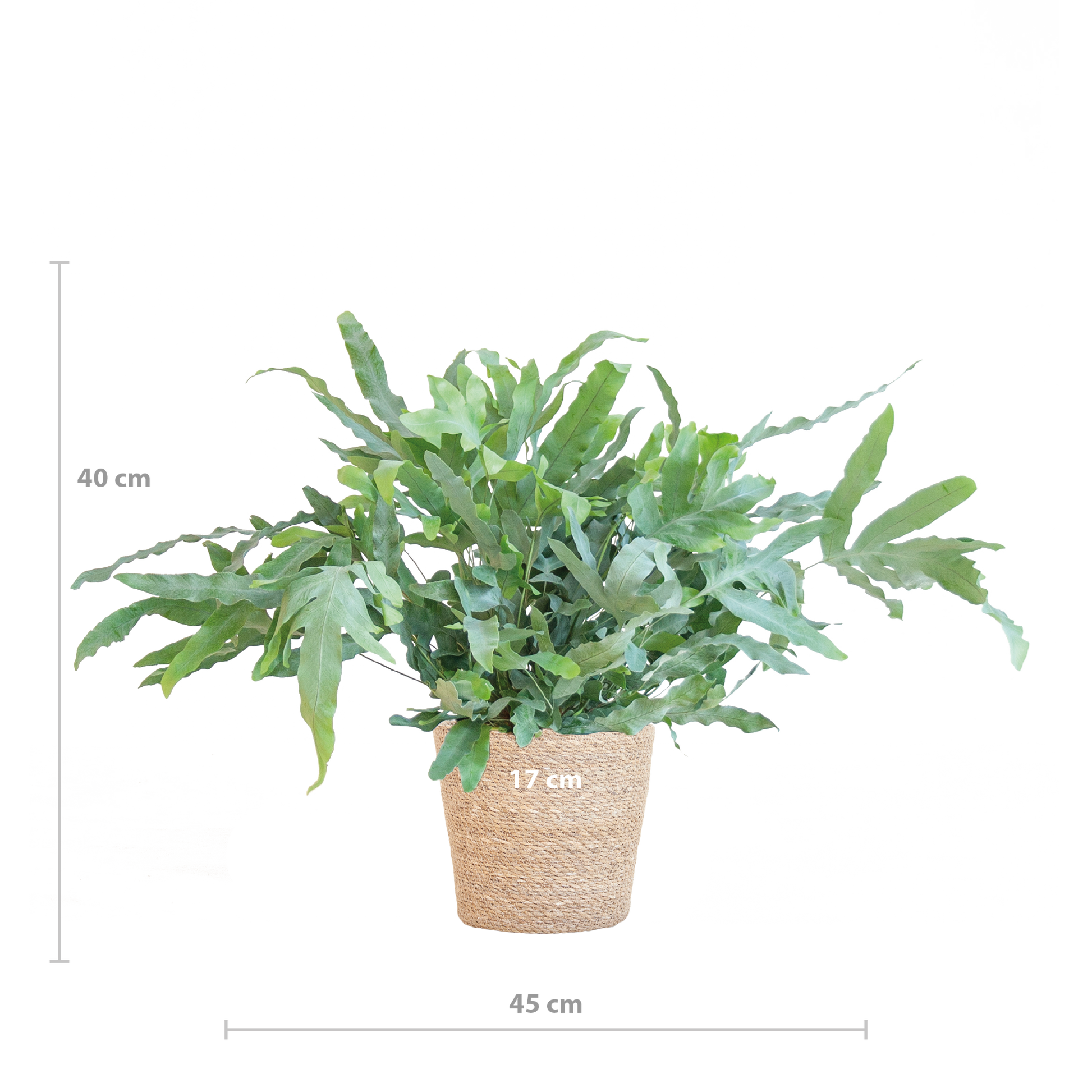 Phlebodium Aureum 'Blue Star' mit Korb Sofia natur - 40cm - Ø17 - Botanic-Vibes