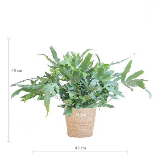Phlebodium Aureum 'Blue Star' mit Korb Sofia natur - 40cm - Ø17 - Botanic-Vibes