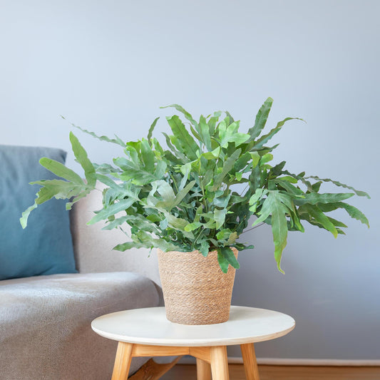 Phlebodium Aureum 'Blue Star' mit Korb Sofia natur - 40cm - Ø17 - Botanic-Vibes