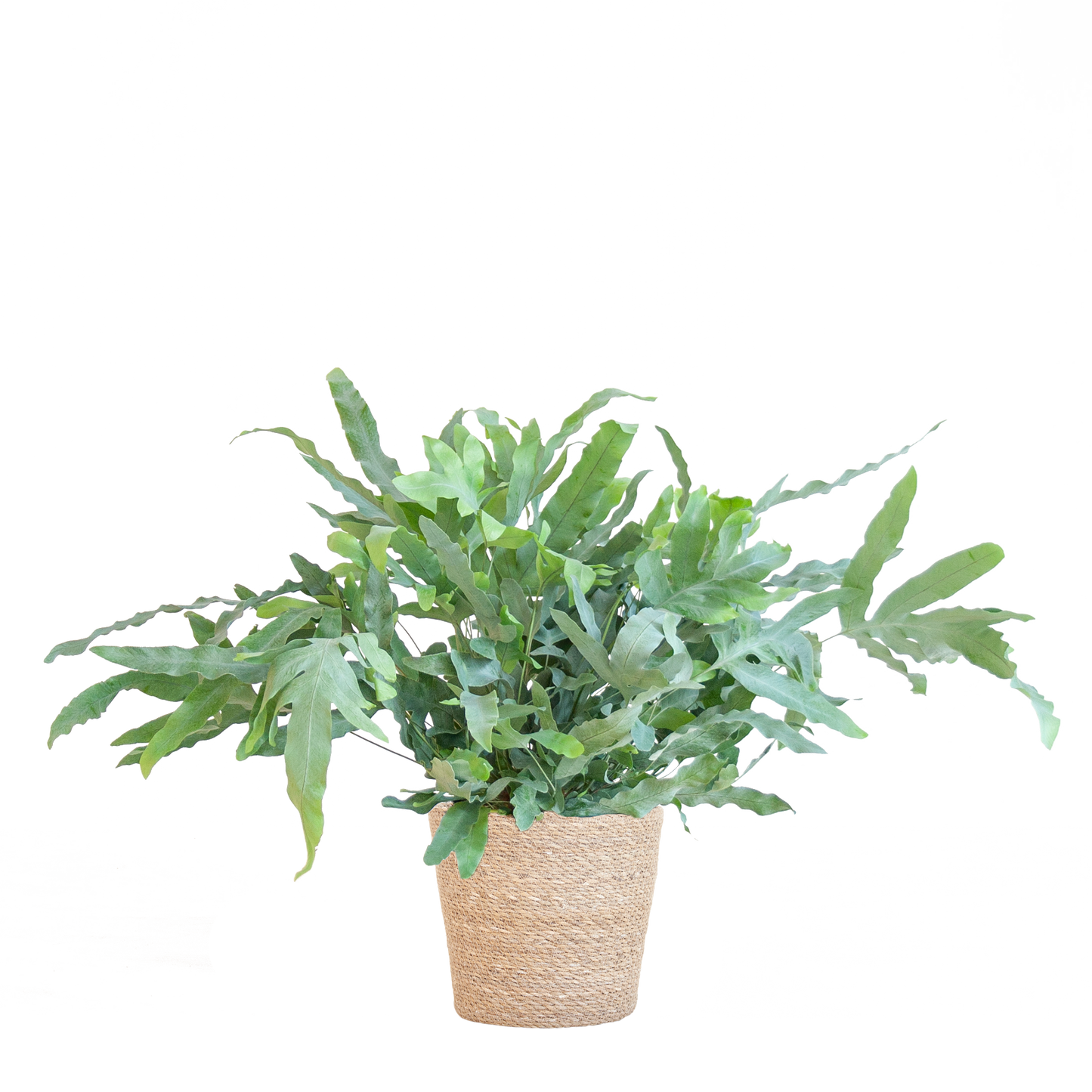 Phlebodium Aureum 'Blue Star' mit Korb Sofia natur - 40cm - Ø17 - Botanic-Vibes