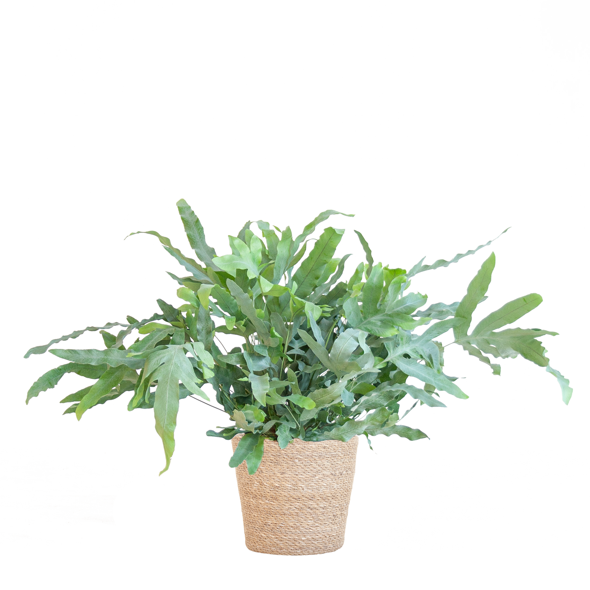 Phlebodium Aureum 'Blue Star' mit Korb Sofia natur - 40cm - Ø17 - Botanic-Vibes