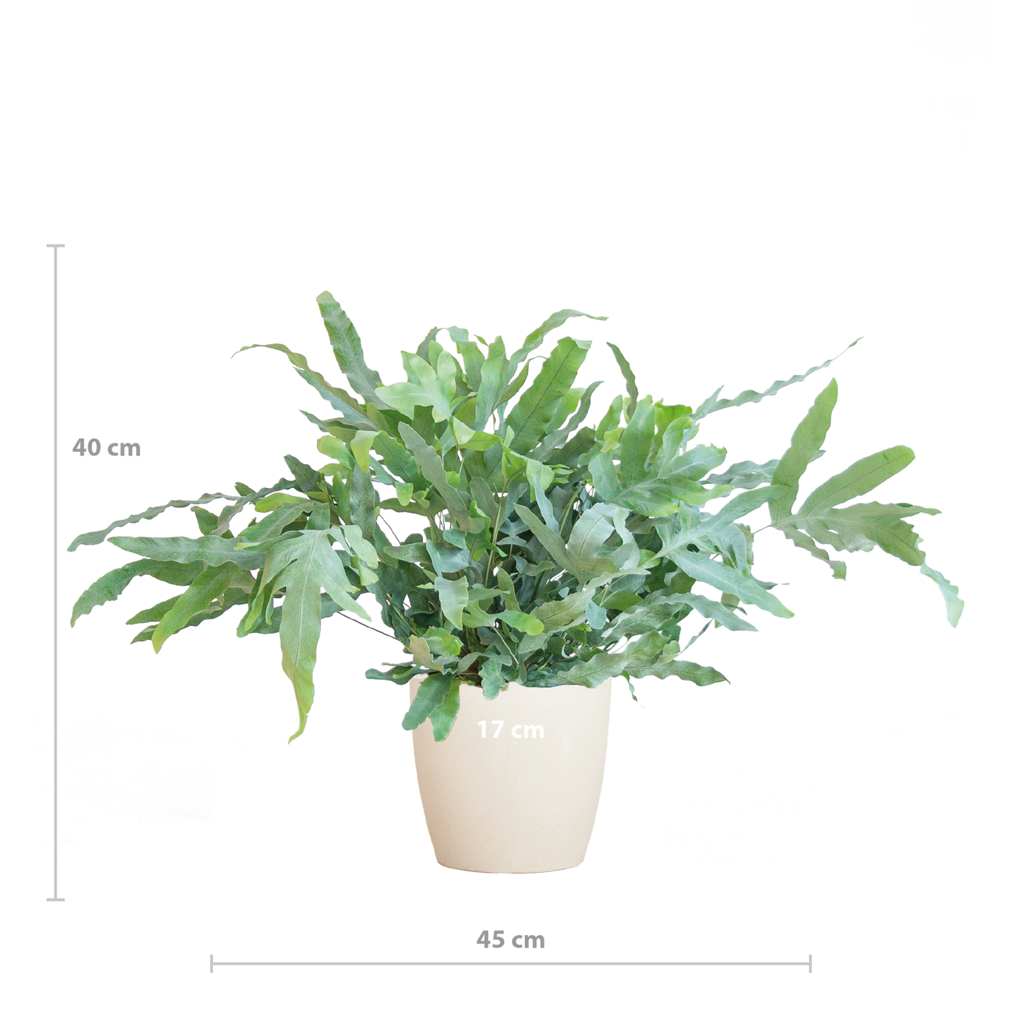 Phlebodium Aureum 'Blue Star' mit Viber weiß - 40cm - Ø17 - Botanic-Vibes