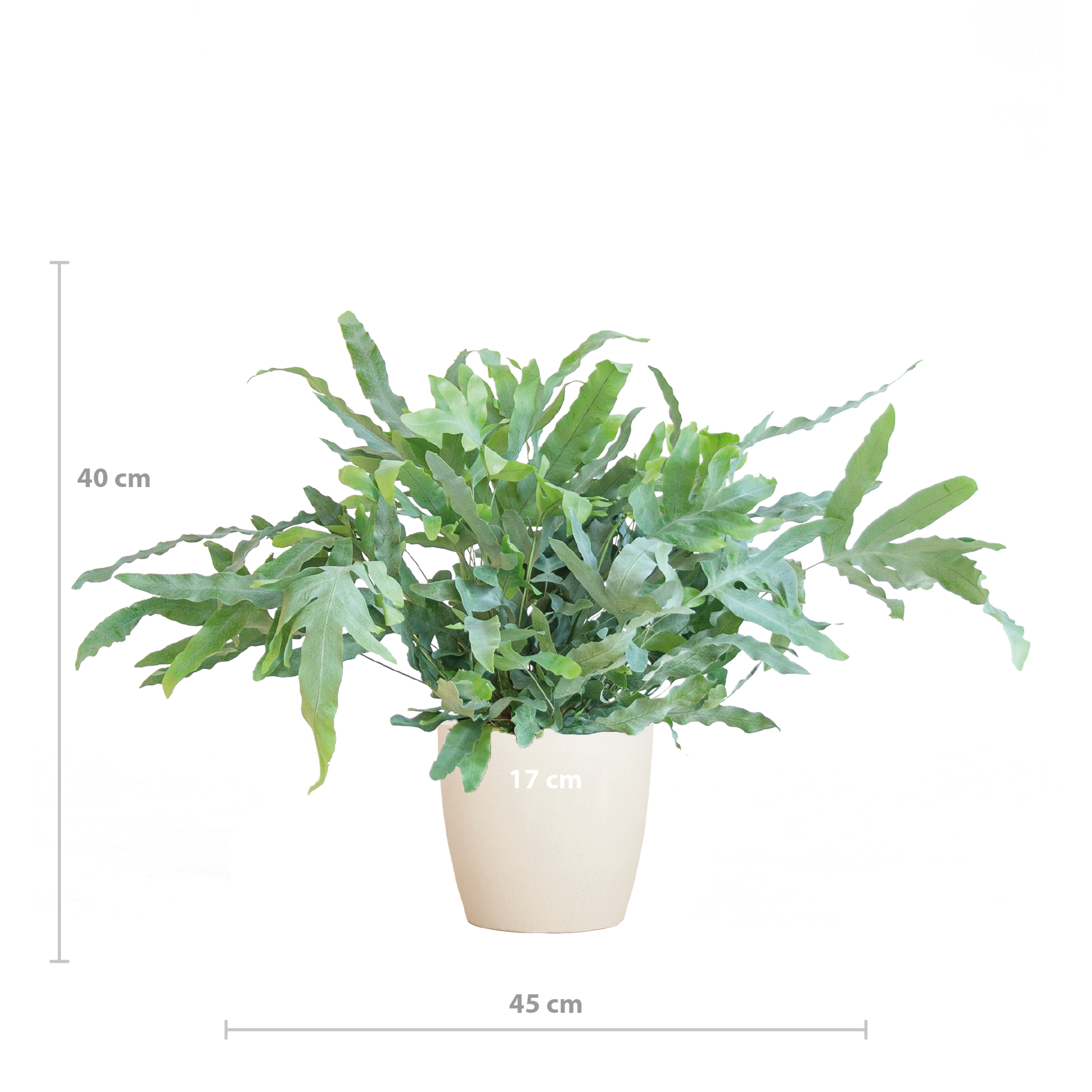 Phlebodium Aureum 'Blue Star' mit Viber weiß - 40cm - Ø17 - Botanic-Vibes