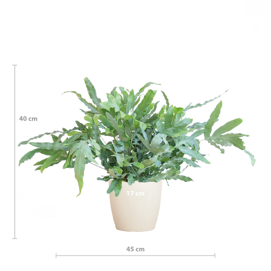 Phlebodium Aureum 'Blue Star' mit Viber weiß - 40cm - Ø17 - Botanic-Vibes