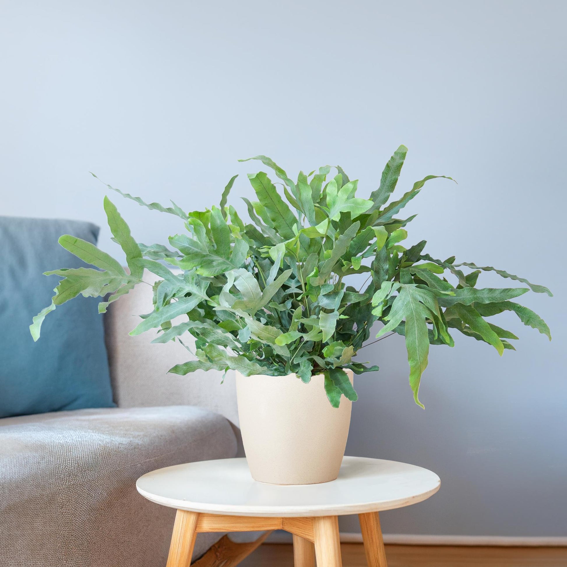 Phlebodium Aureum 'Blue Star' mit Viber weiß - 40cm - Ø17 - Botanic-Vibes