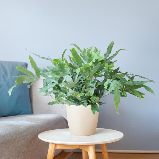 Phlebodium Aureum 'Blue Star' mit Viber weiß - 40cm - Ø17 - Botanic-Vibes