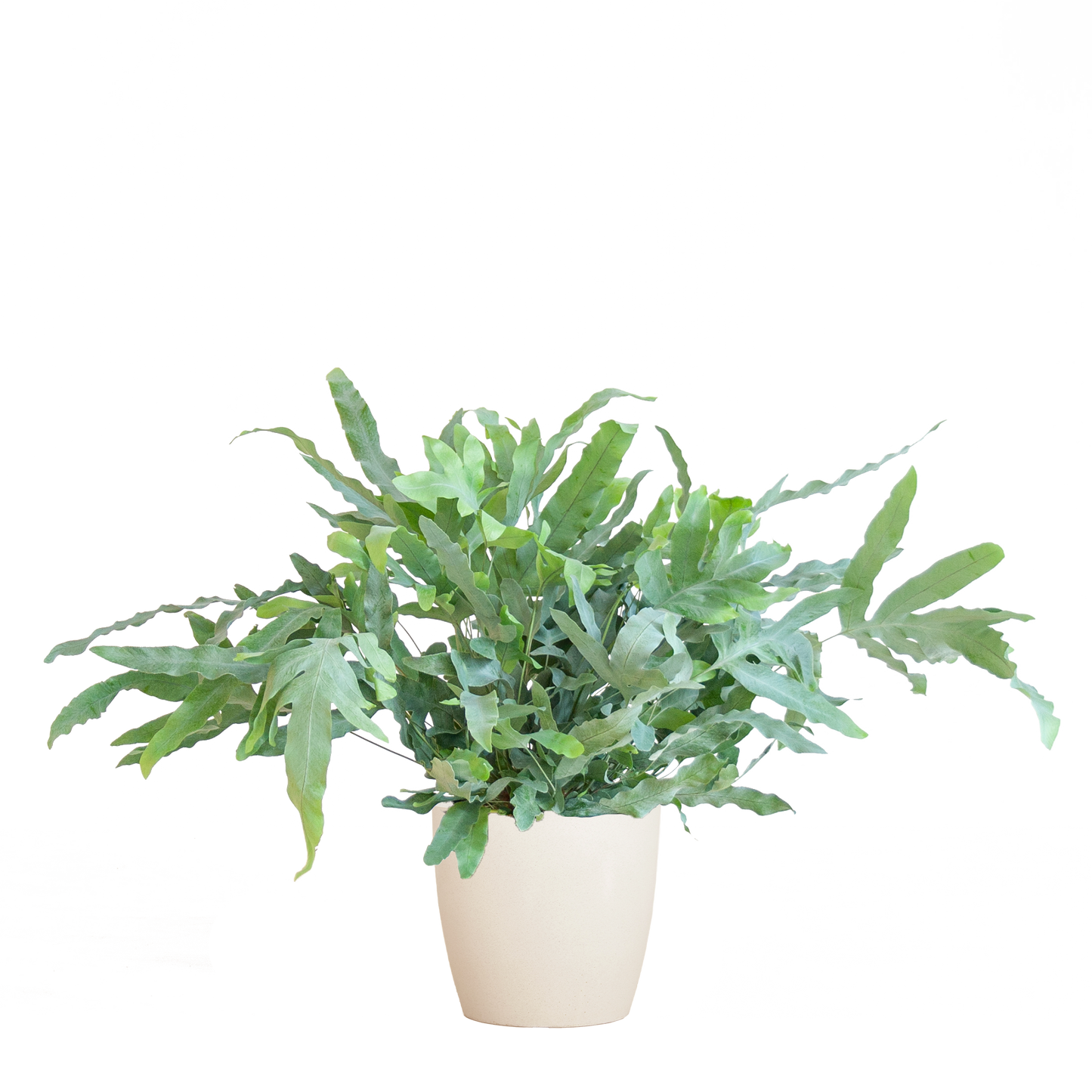 Phlebodium Aureum 'Blue Star' mit Viber weiß - 40cm - Ø17 - Botanic-Vibes