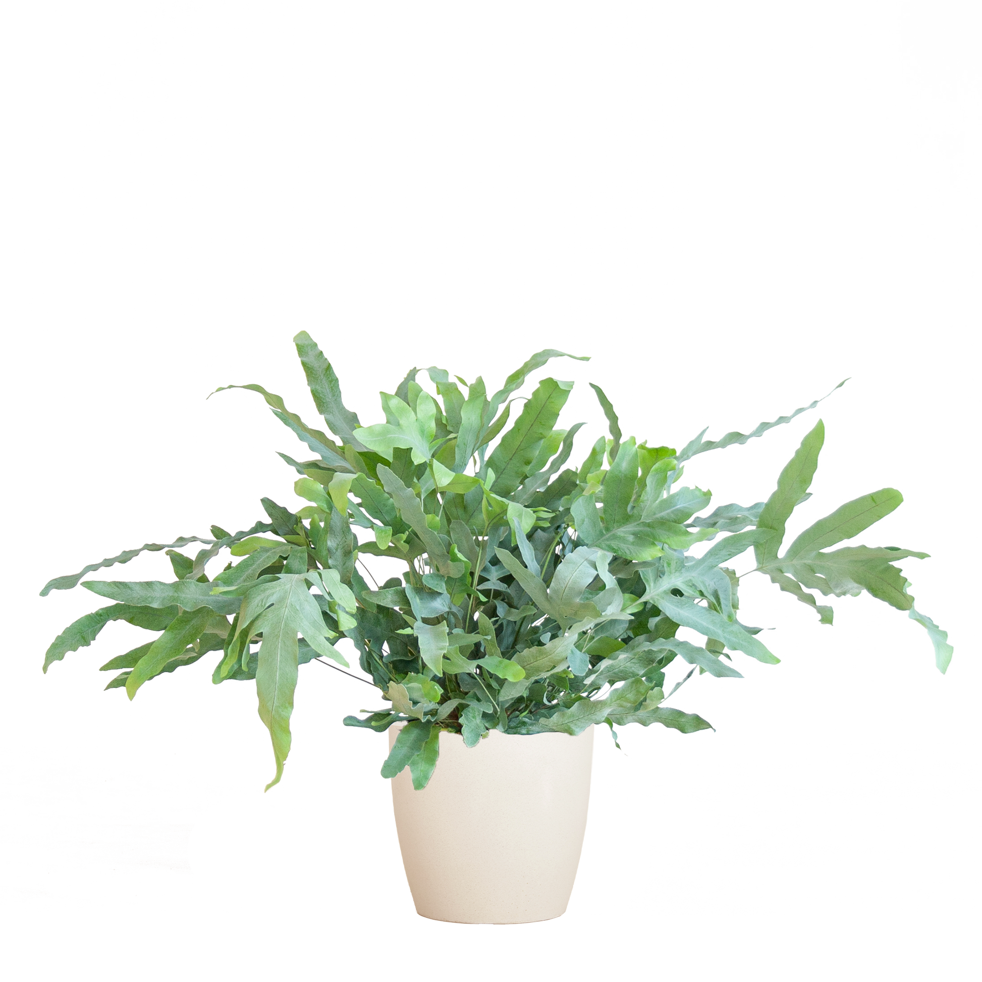 Phlebodium Aureum 'Blue Star' mit Viber weiß - 40cm - Ø17 - Botanic-Vibes