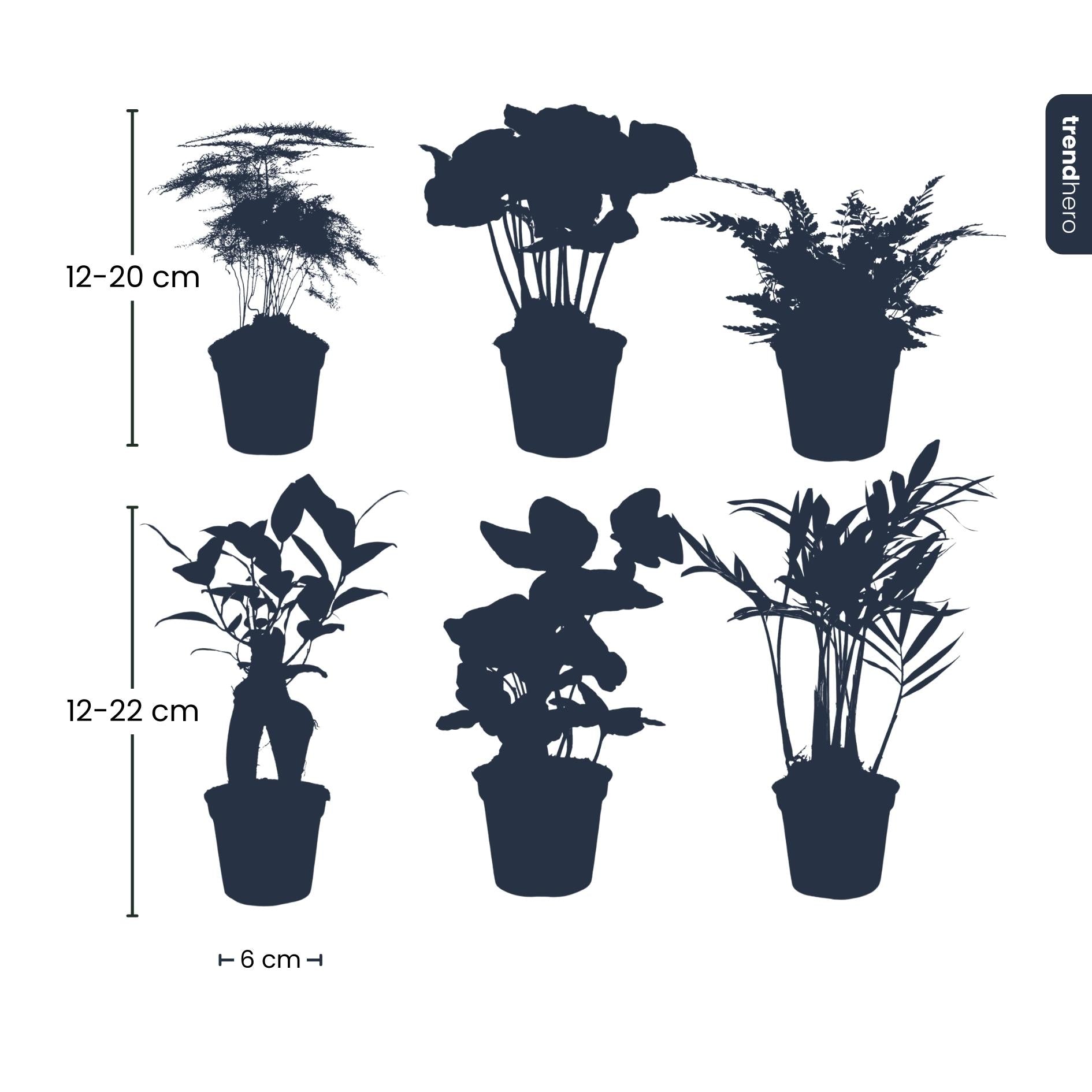 Planten set - Groen - 6 groene planten - potmaat 6 - Botanic-Vibes