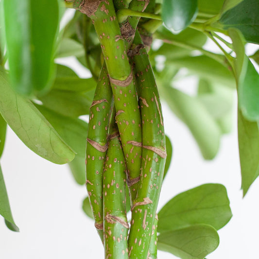 Schefflera Arab Nora mit Korb Lissabon Schwarz - 70cm - Ø21 - Botanic-Vibes