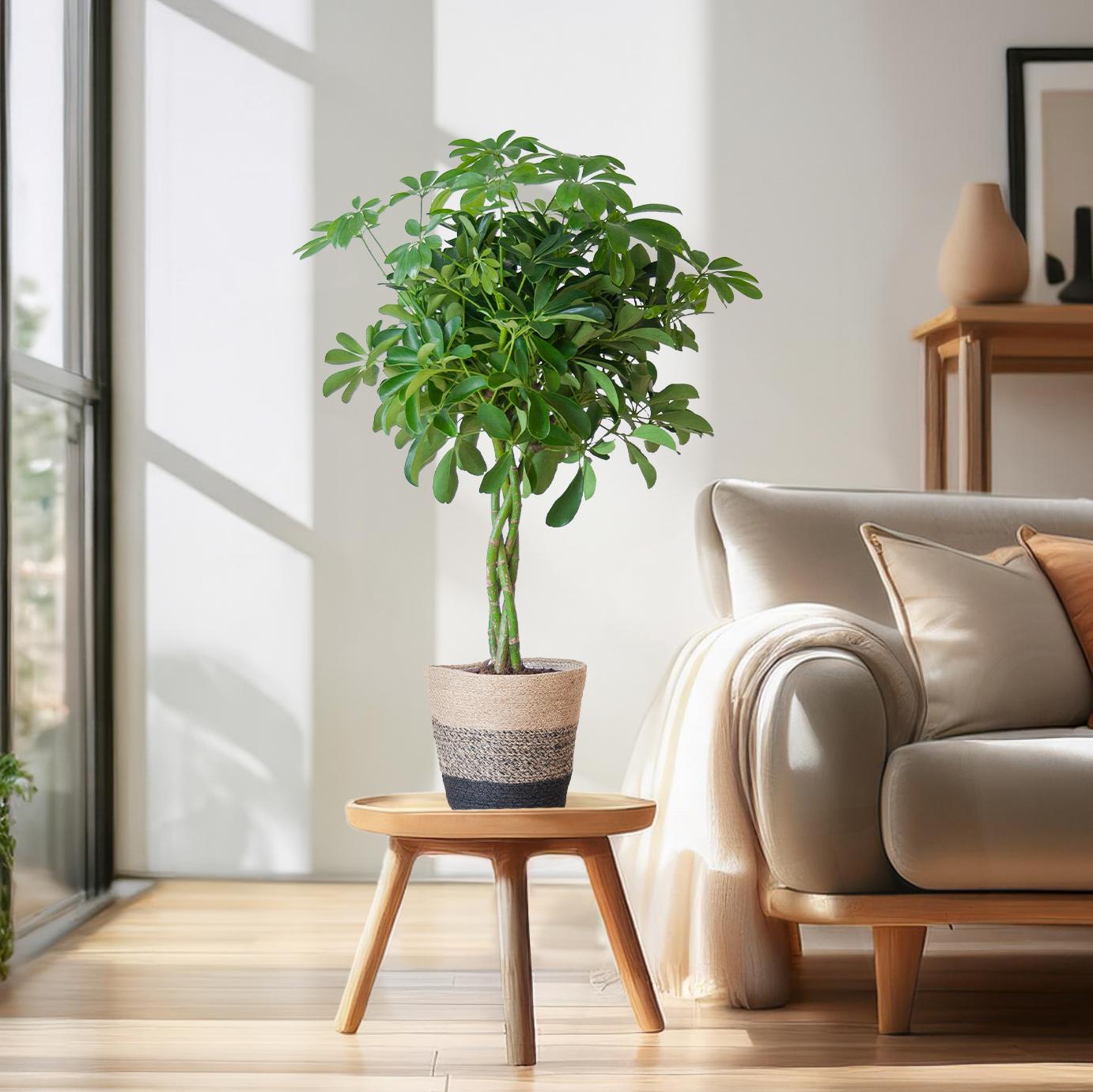Schefflera Arab Nora mit Korb Lissabon Schwarz - 70cm - Ø21 - Botanic-Vibes
