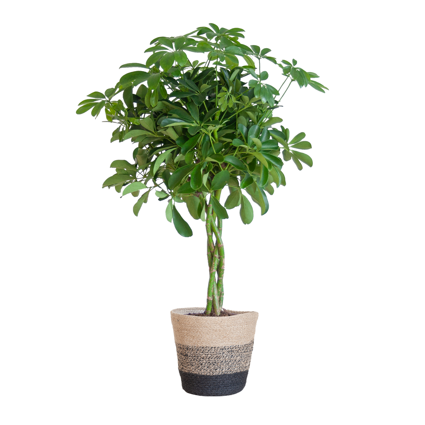 Schefflera Arab Nora mit Korb Lissabon Schwarz - 70cm - Ø21 - Botanic-Vibes
