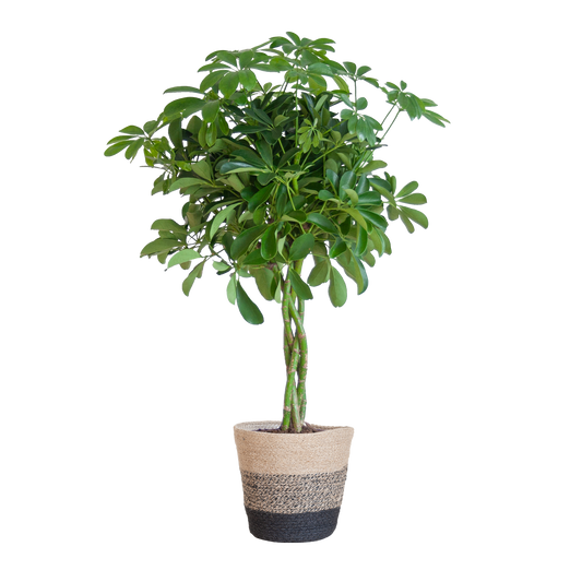 Schefflera Arab Nora mit Korb Lissabon Schwarz - 70cm - Ø21 - Botanic-Vibes