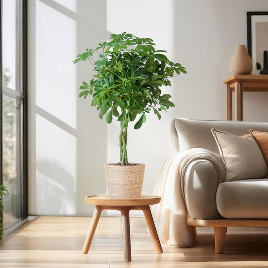 Schefflera Arab Nora mit Korb Sofia natur - 70cm - Ø21 - Botanic-Vibes