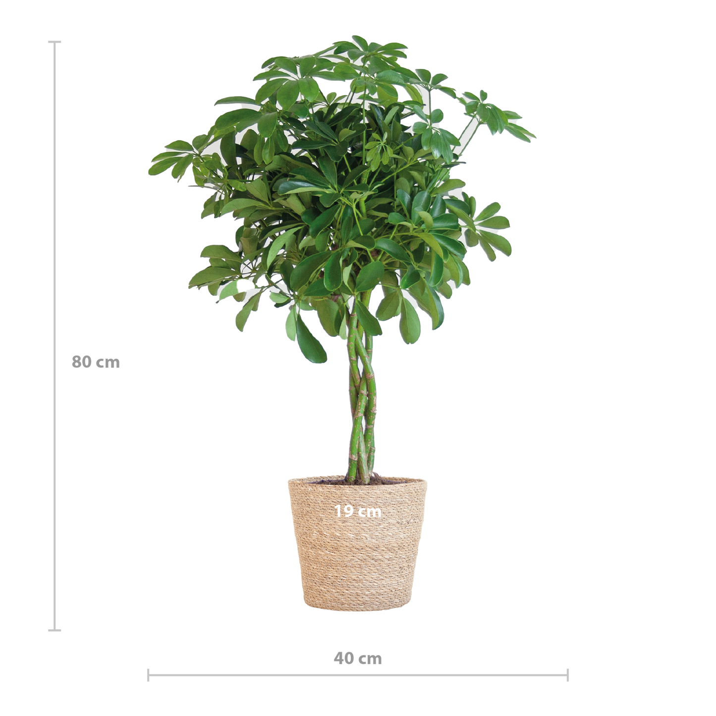 Schefflera Arab Nora mit Korb Sofia natur - 70cm - Ø21 - Botanic-Vibes