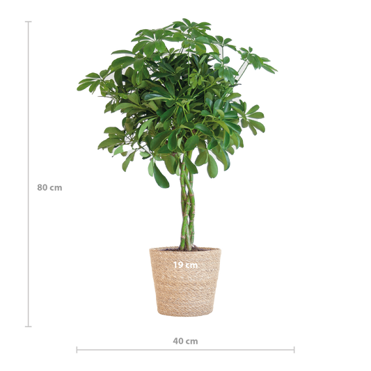 Schefflera Arab Nora mit Korb Sofia natur - 70cm - Ø21 - Botanic-Vibes
