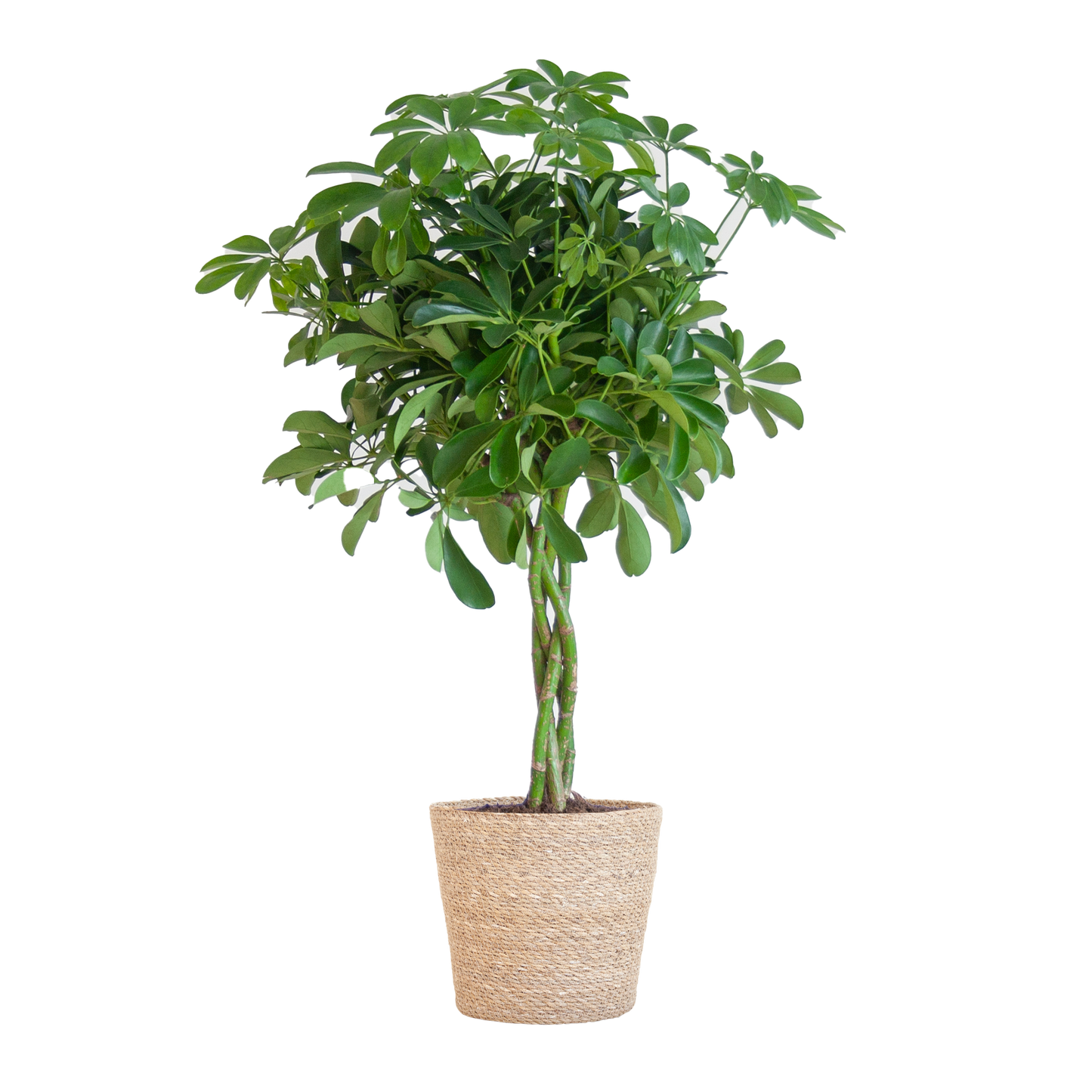 Schefflera Arab Nora mit Korb Sofia natur - 70cm - Ø21 - Botanic-Vibes