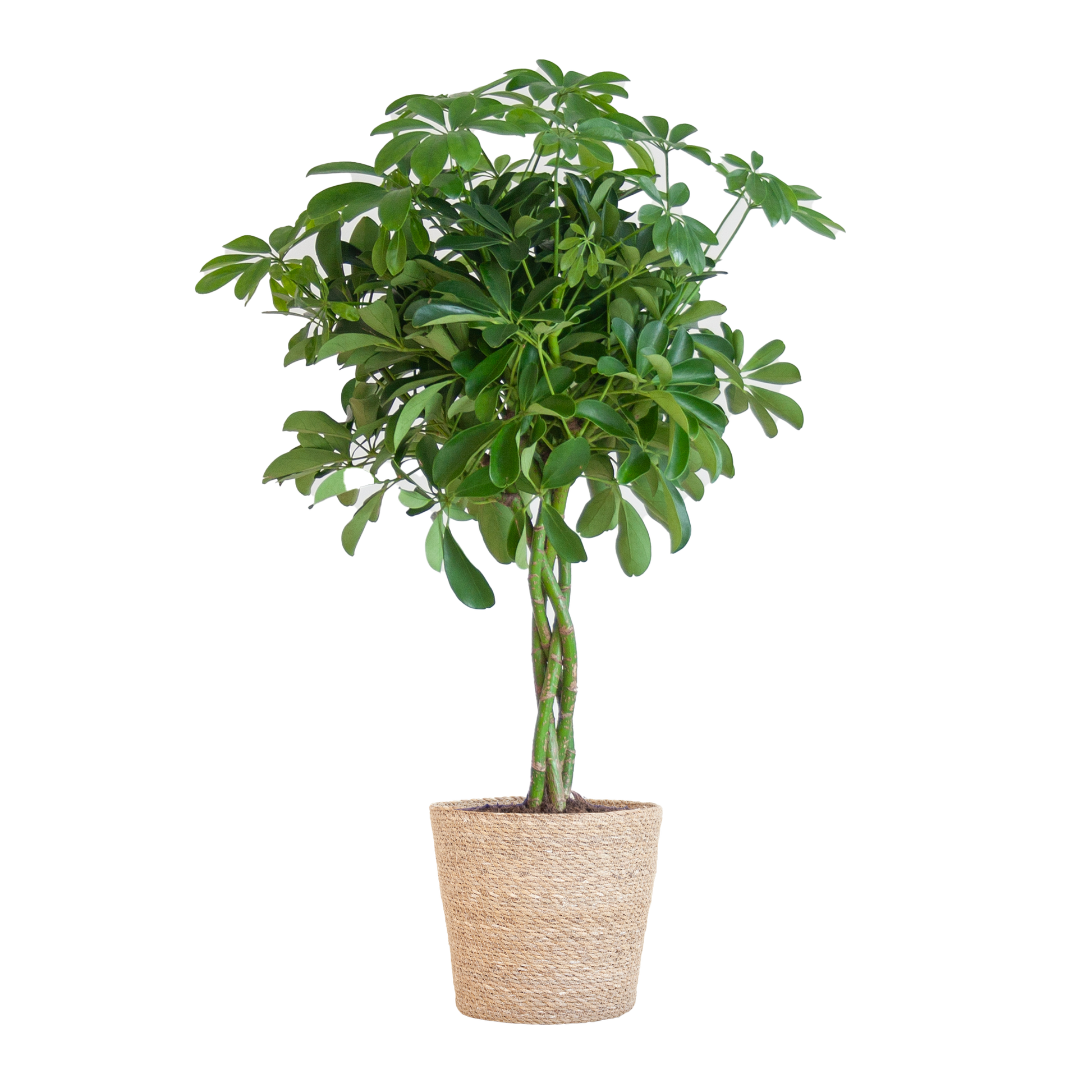 Schefflera Arab Nora mit Korb Sofia natur - 70cm - Ø21 - Botanic-Vibes