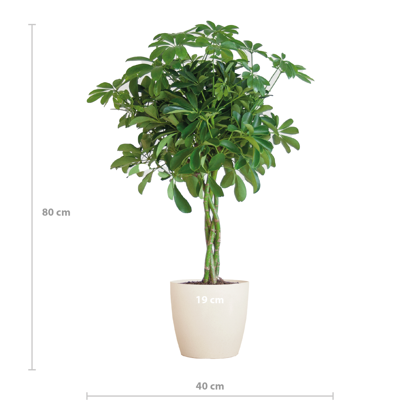 Schefflera Arab Nora mit Viber weiß – 70 cm – Ø21 - Botanic-Vibes