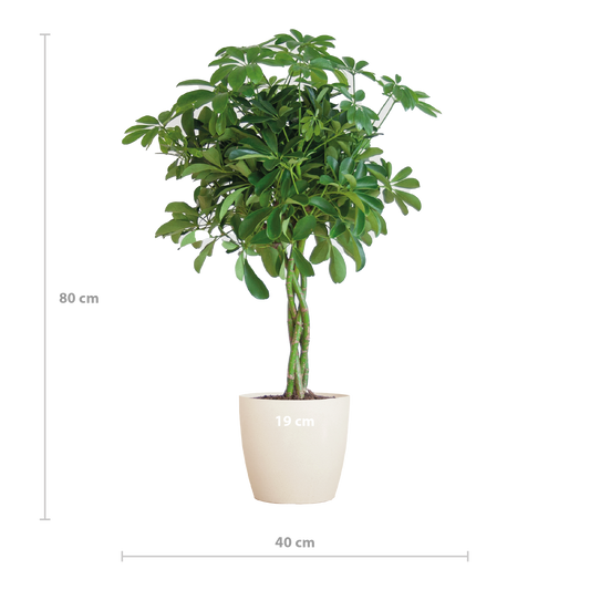 Schefflera Arab Nora mit Viber weiß – 70 cm – Ø21 - Botanic-Vibes