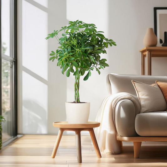 Schefflera Arab Nora mit Viber weiß – 70 cm – Ø21 - Botanic-Vibes