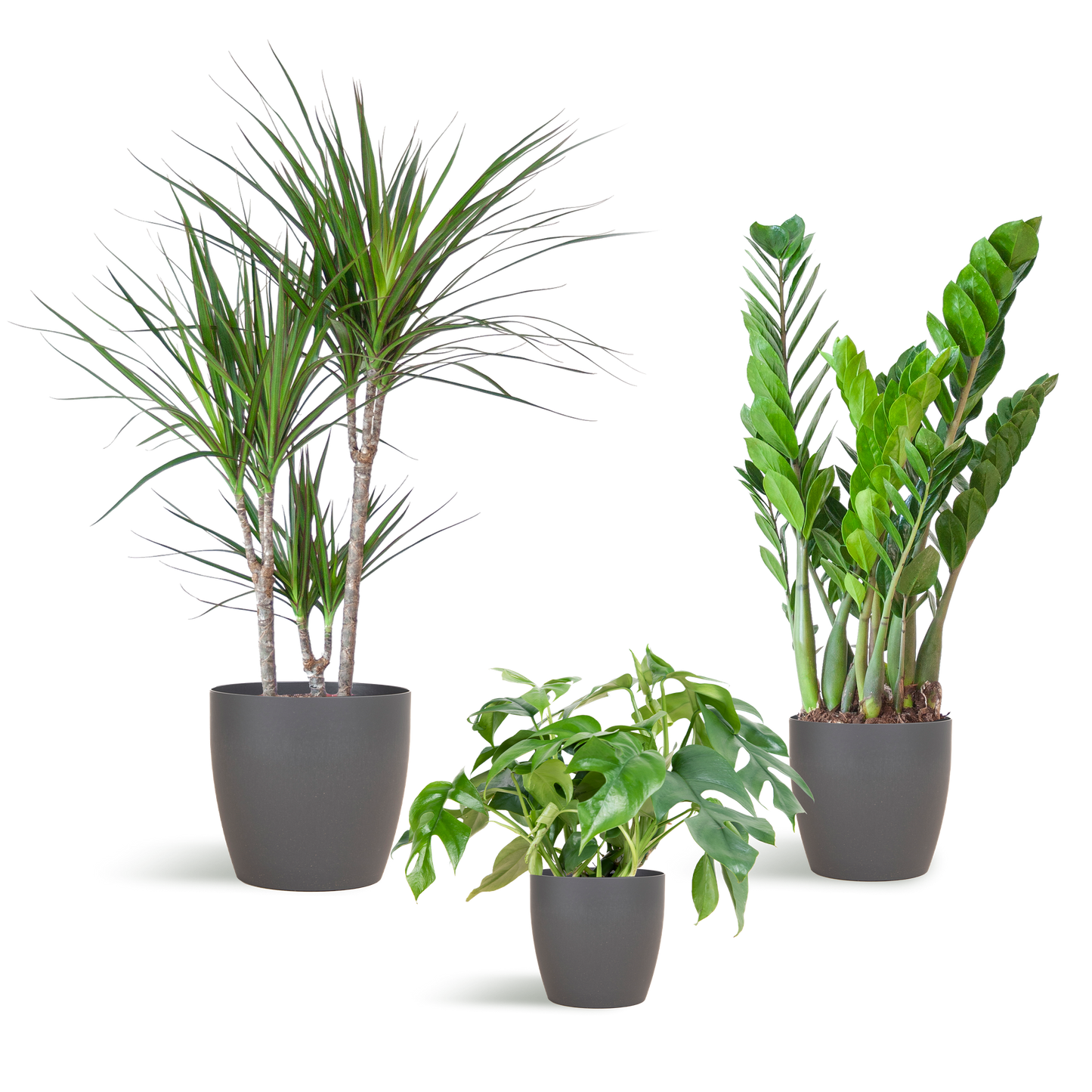 Shade Plant Box – medium – mit Vibers-Topf grau - Botanic-Vibes
