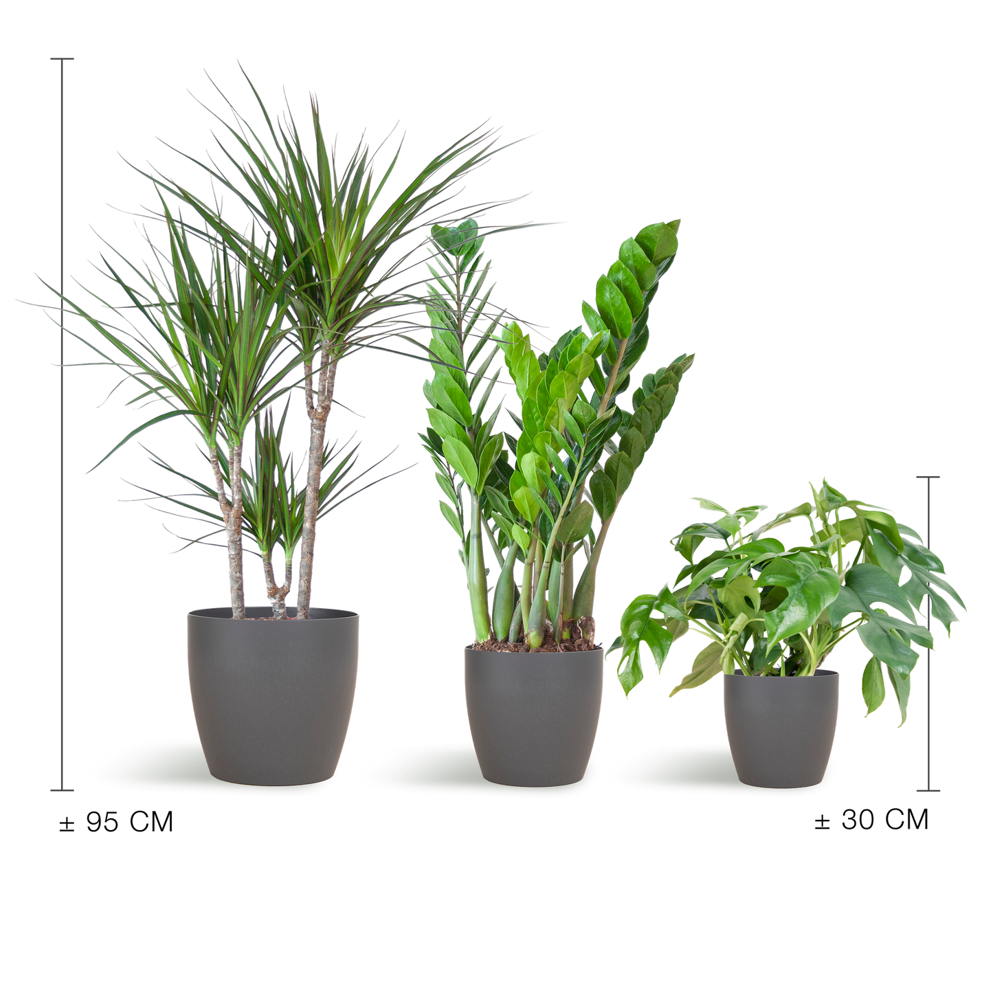 Shade Plant Box – medium – mit Vibers-Topf grau - Botanic-Vibes