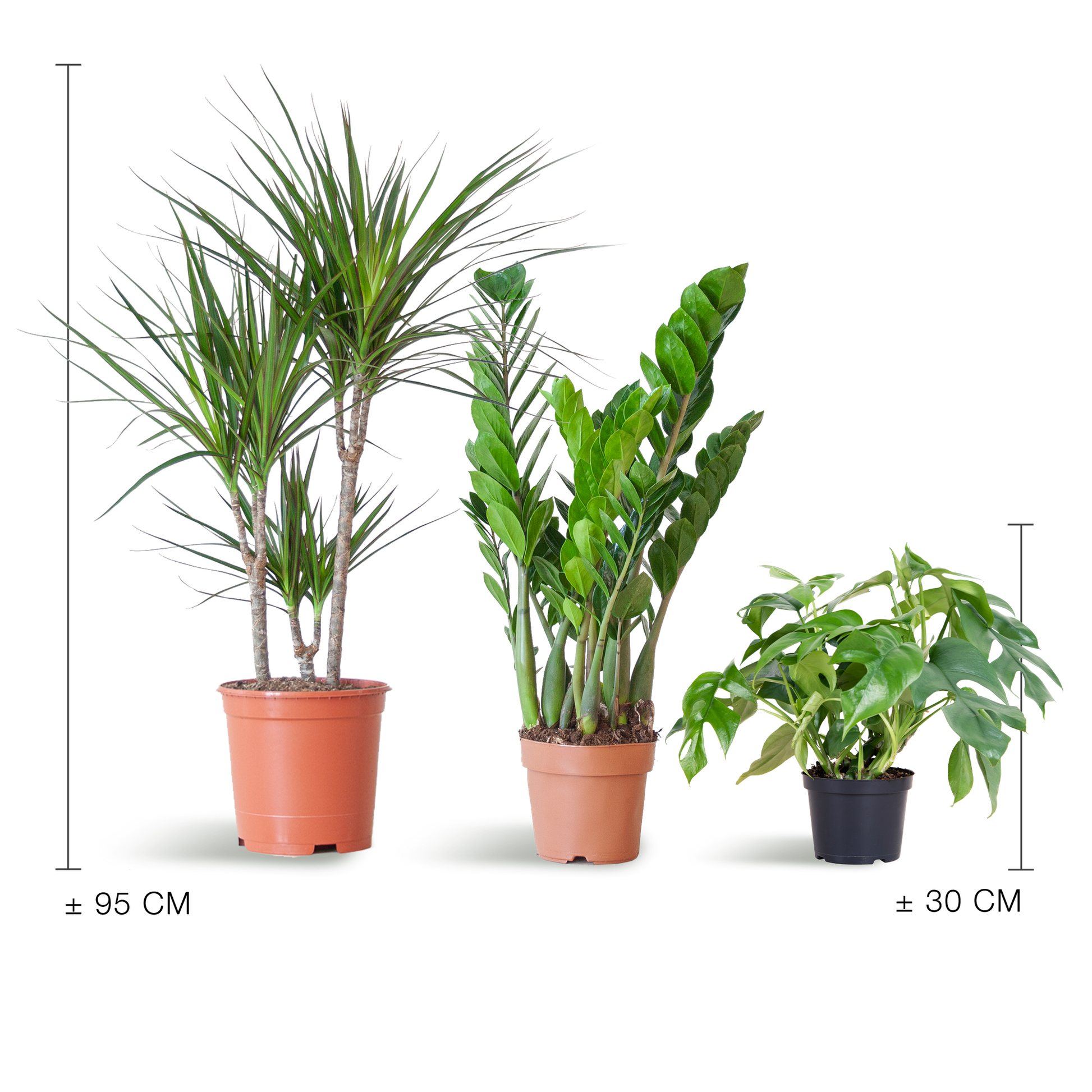 Shade Plant Box - medium - ohne Dekotopf - Botanic-Vibes