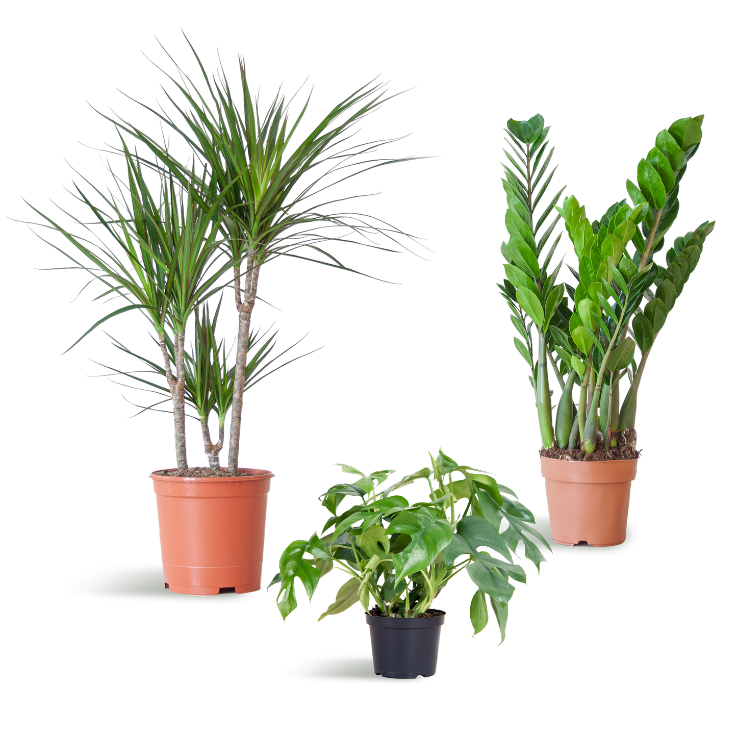 Shade Plant Box - medium - ohne Dekotopf - Botanic-Vibes