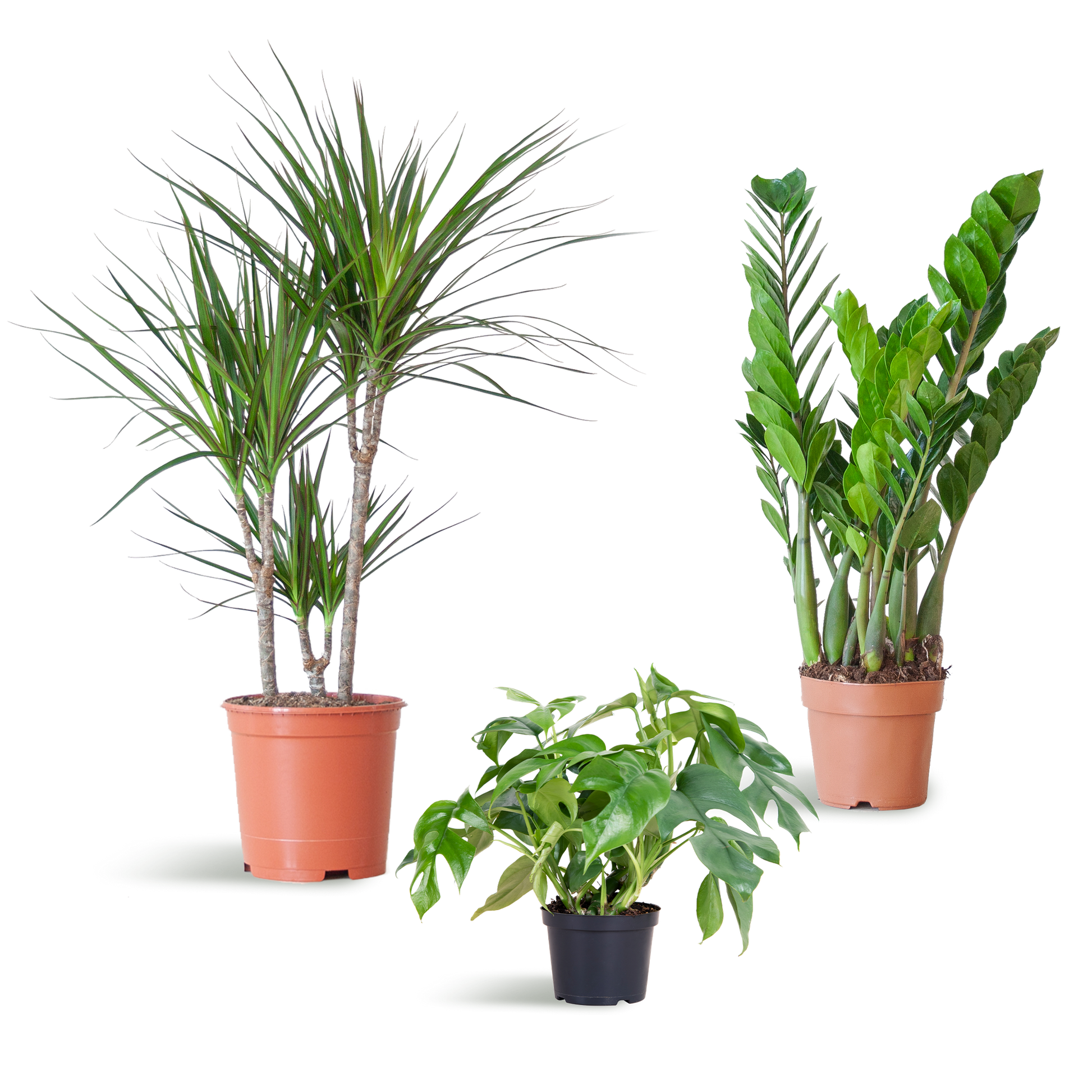 Shade Plant Box - medium - ohne Dekotopf - Botanic-Vibes