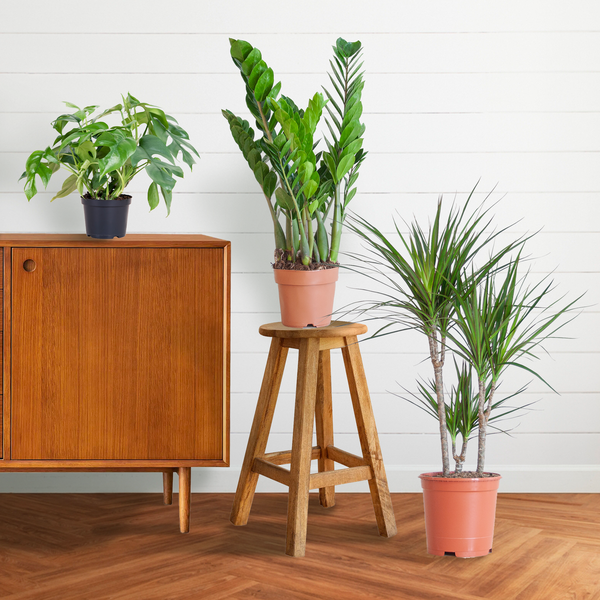 Shade Plant Box - medium - ohne Dekotopf - Botanic-Vibes