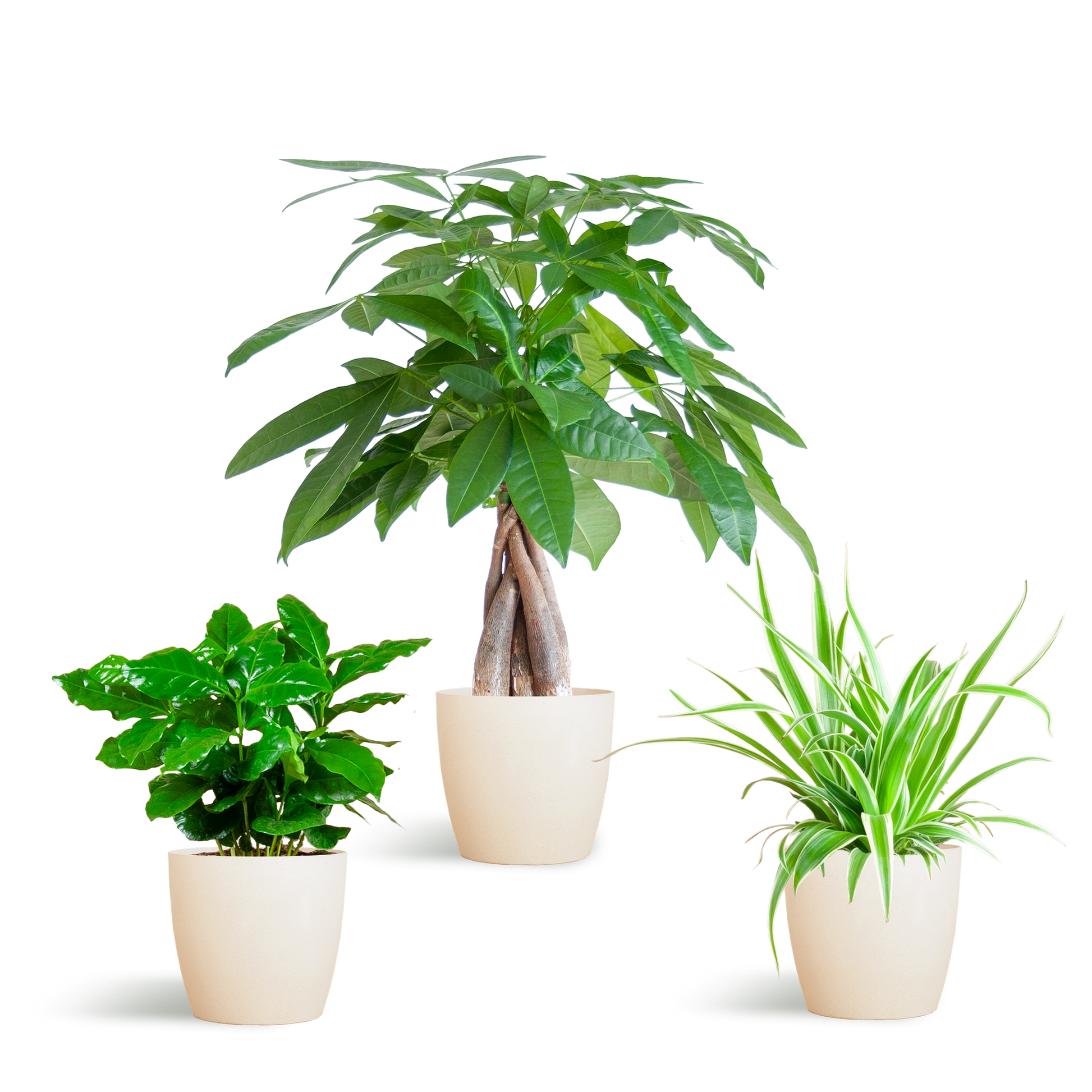 Tierfreundliche Pflanzbox - klein - mit topf Viber White - Ø12 - Botanic-Vibes