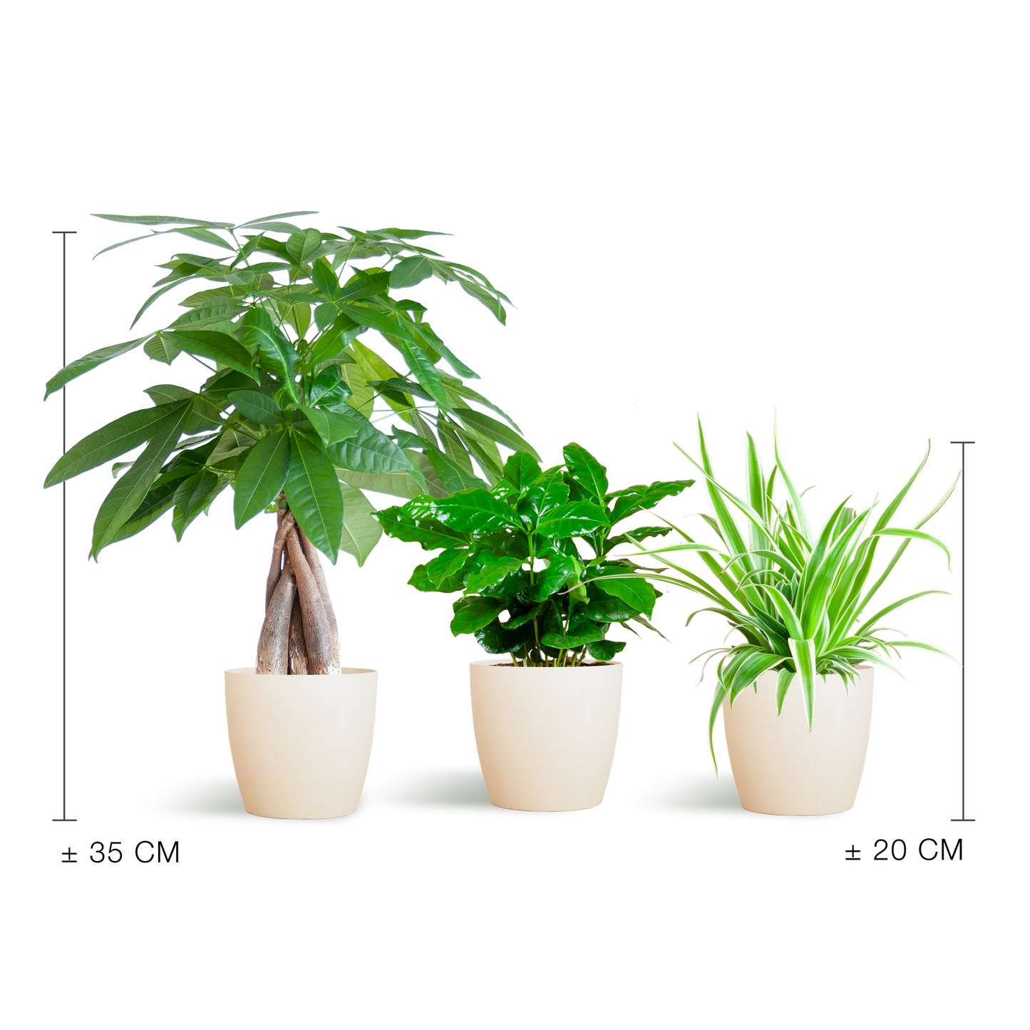 Tierfreundliche Pflanzbox - klein - mit topf Viber White - Ø12 - Botanic-Vibes