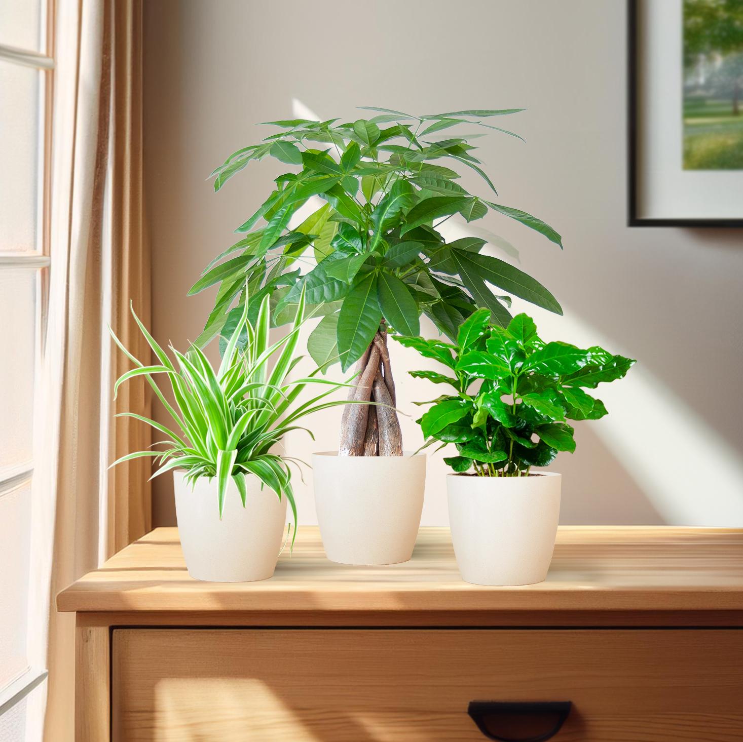 Tierfreundliche Pflanzbox - klein - mit topf Viber White - Ø12 - Botanic-Vibes