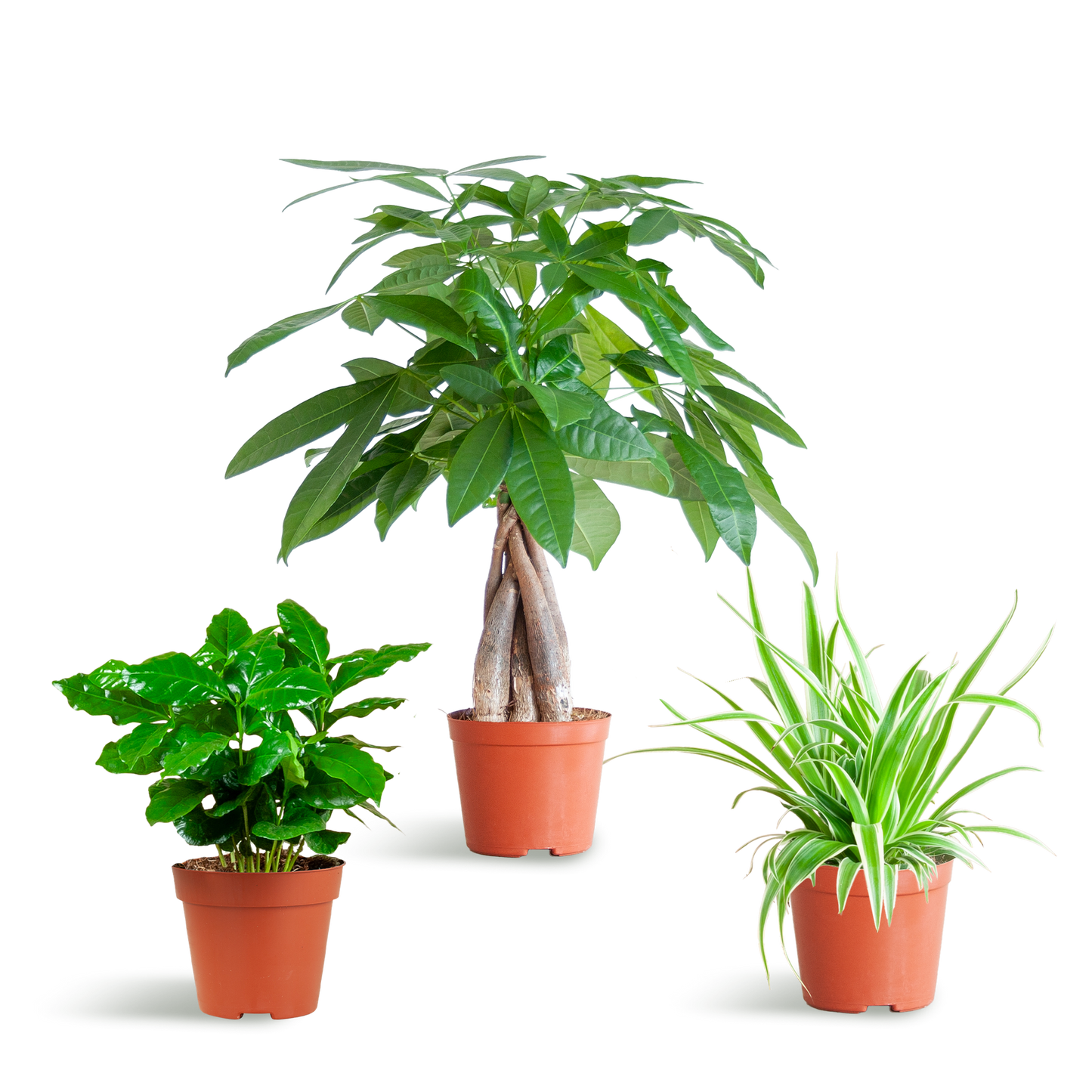 Tierfreundliche Plant Box - klein - ohne Dekotopf - Ø12 - Botanic-Vibes