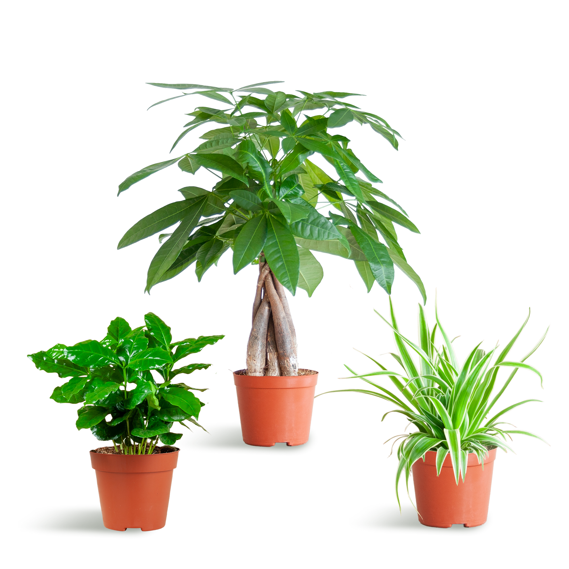 Tierfreundliche Plant Box - klein - ohne Dekotopf - Ø12 - Botanic-Vibes