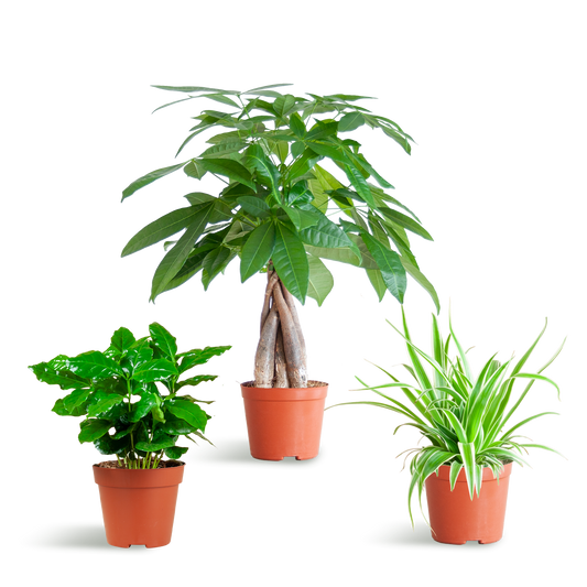Tierfreundliche Plant Box - klein - ohne Dekotopf - Ø12 - Botanic-Vibes