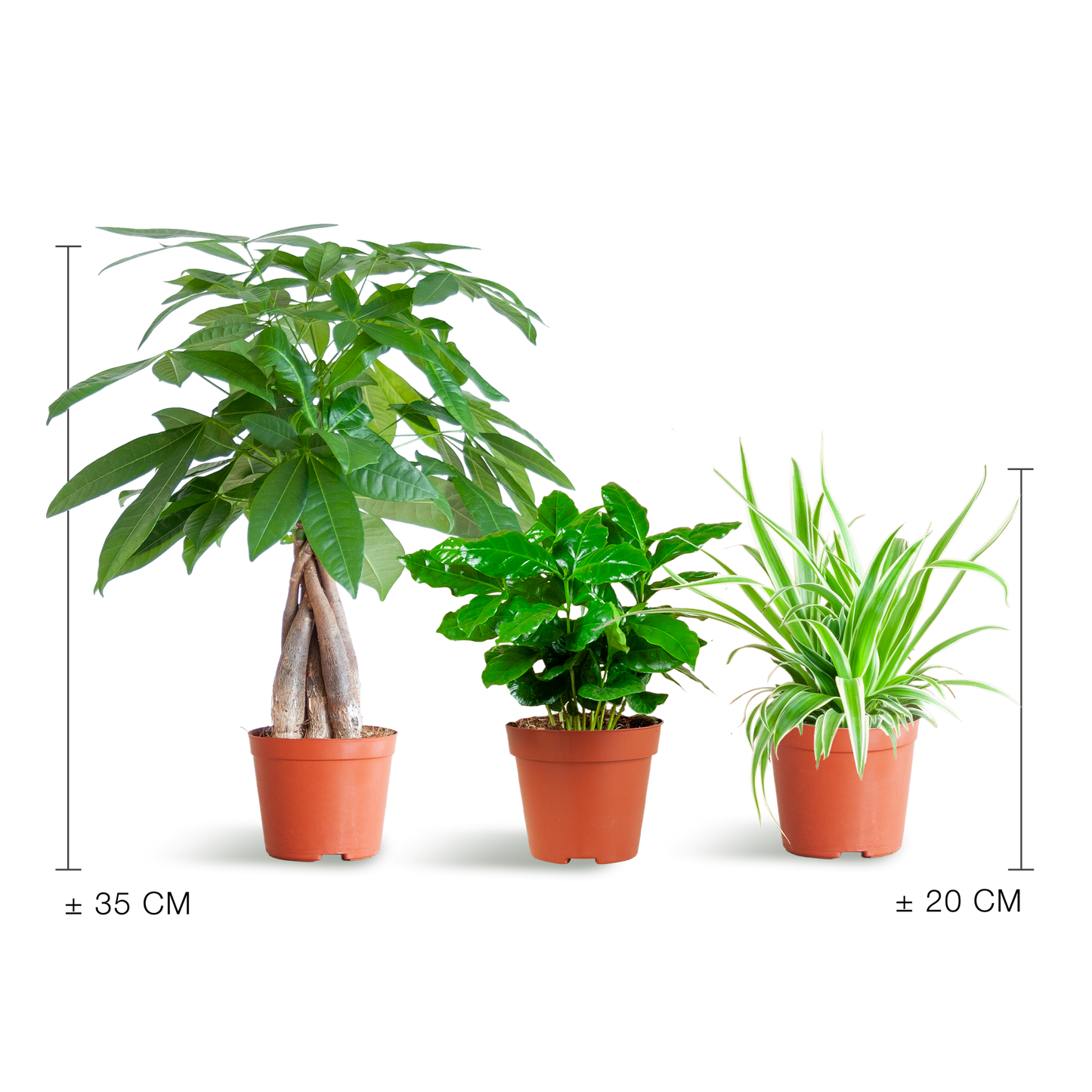 Tierfreundliche Plant Box - klein - ohne Dekotopf - Ø12 - Botanic-Vibes