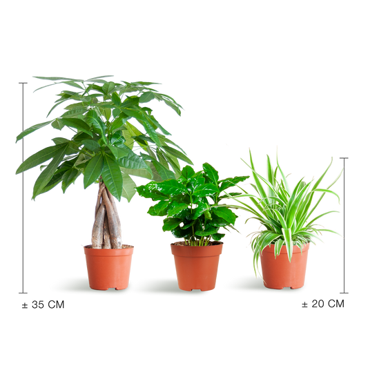 Tierfreundliche Plant Box - klein - ohne Dekotopf - Ø12 - Botanic-Vibes