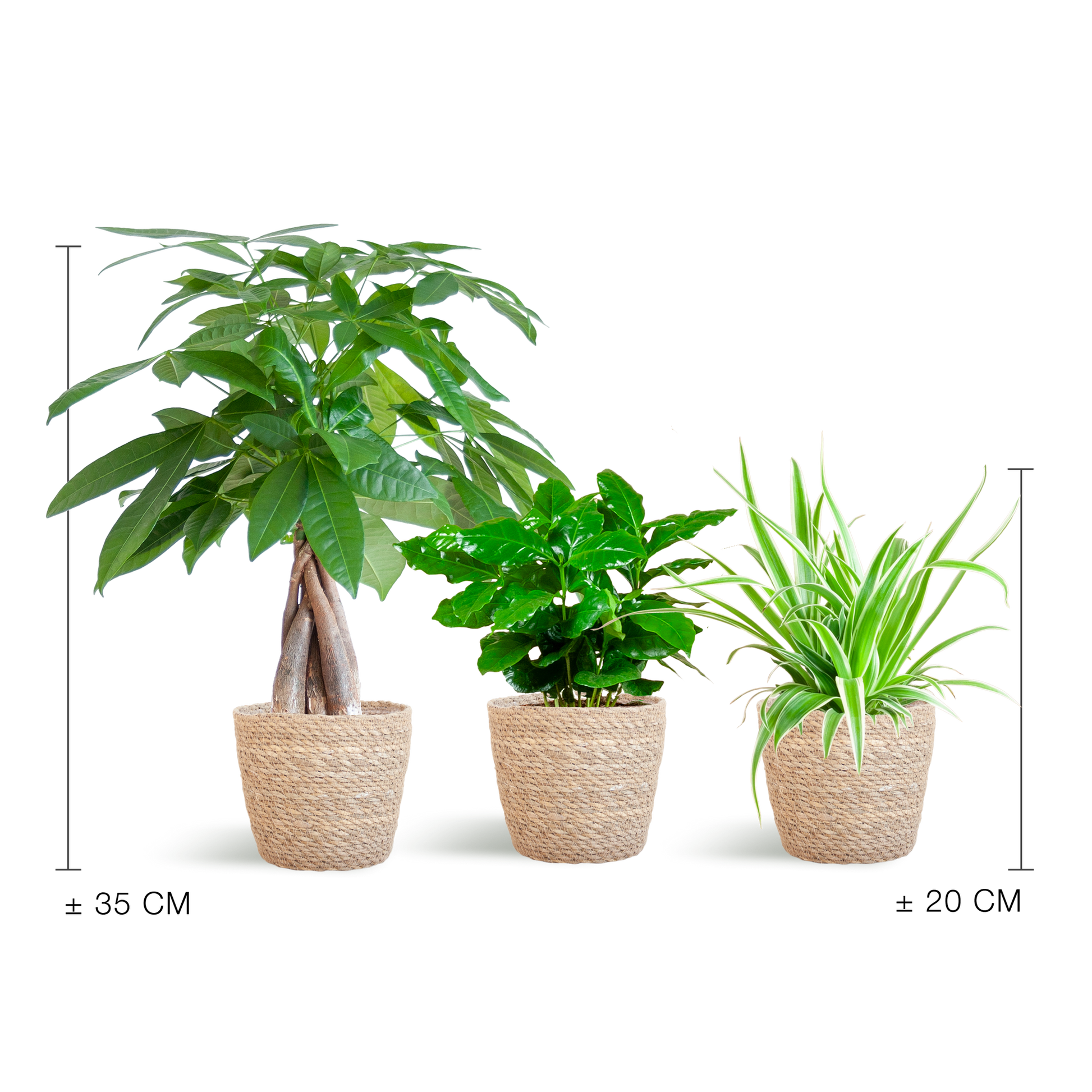 Tierfreundlicher Pflanzenkasten - klein - mit Korb Sofia natur - Ø12 - Botanic-Vibes