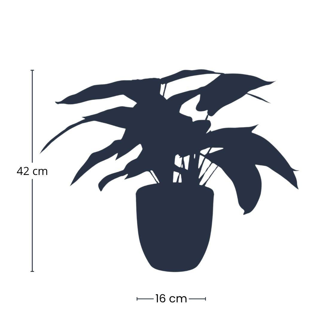 Calathea Zebrina in zwarte pot - 42 cm hoog - Kunstplant - Botanic-Vibes