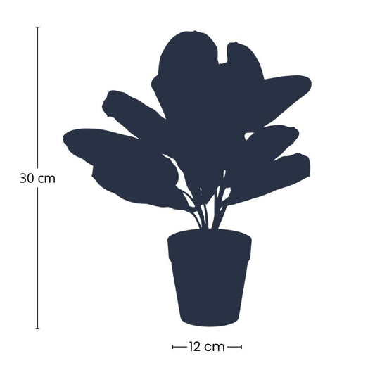 Maranta groen - 30cm - In zwarte pot - Kunstplant - Botanic-Vibes
