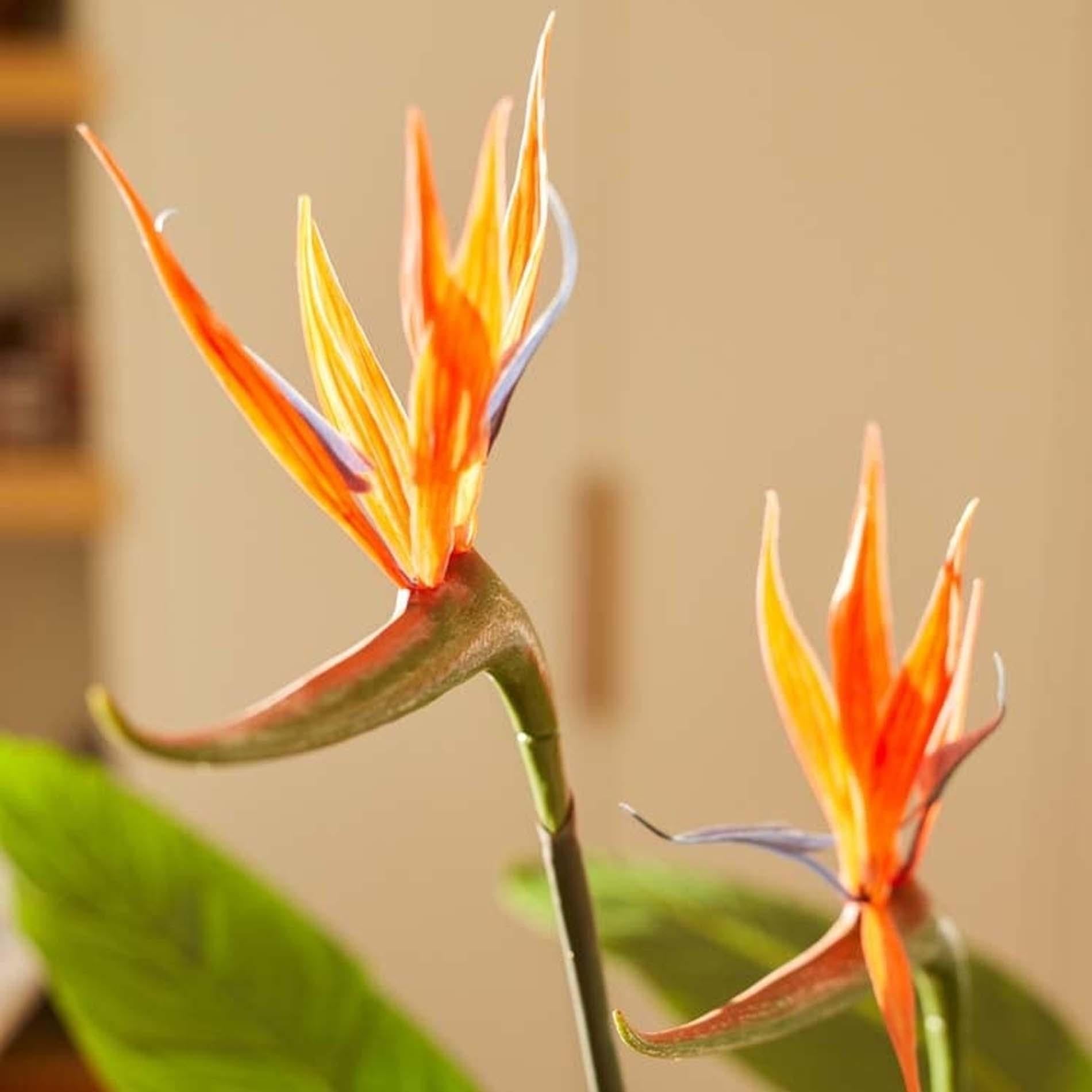 Strelitzia met bloemen - 120cm - In zwarte pot - Kunstplant - Botanic-Vibes
