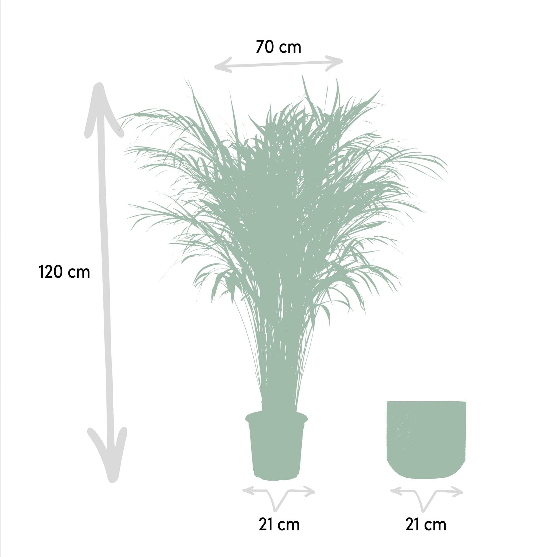 Areca-Palme mit Topf – 110 cm – Ø21 - Botanic-Vibes