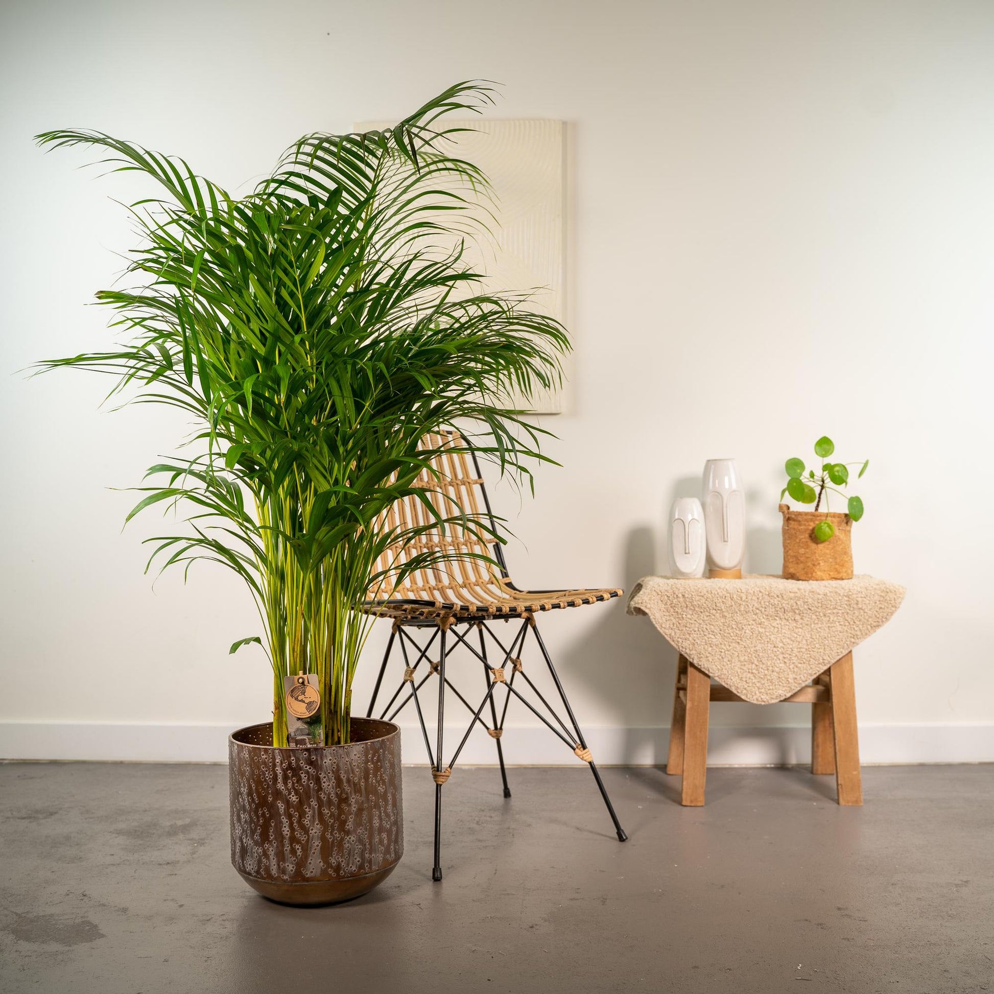 Areca-Palme mit Topf – 130 cm – Ø24 - Botanic-Vibes