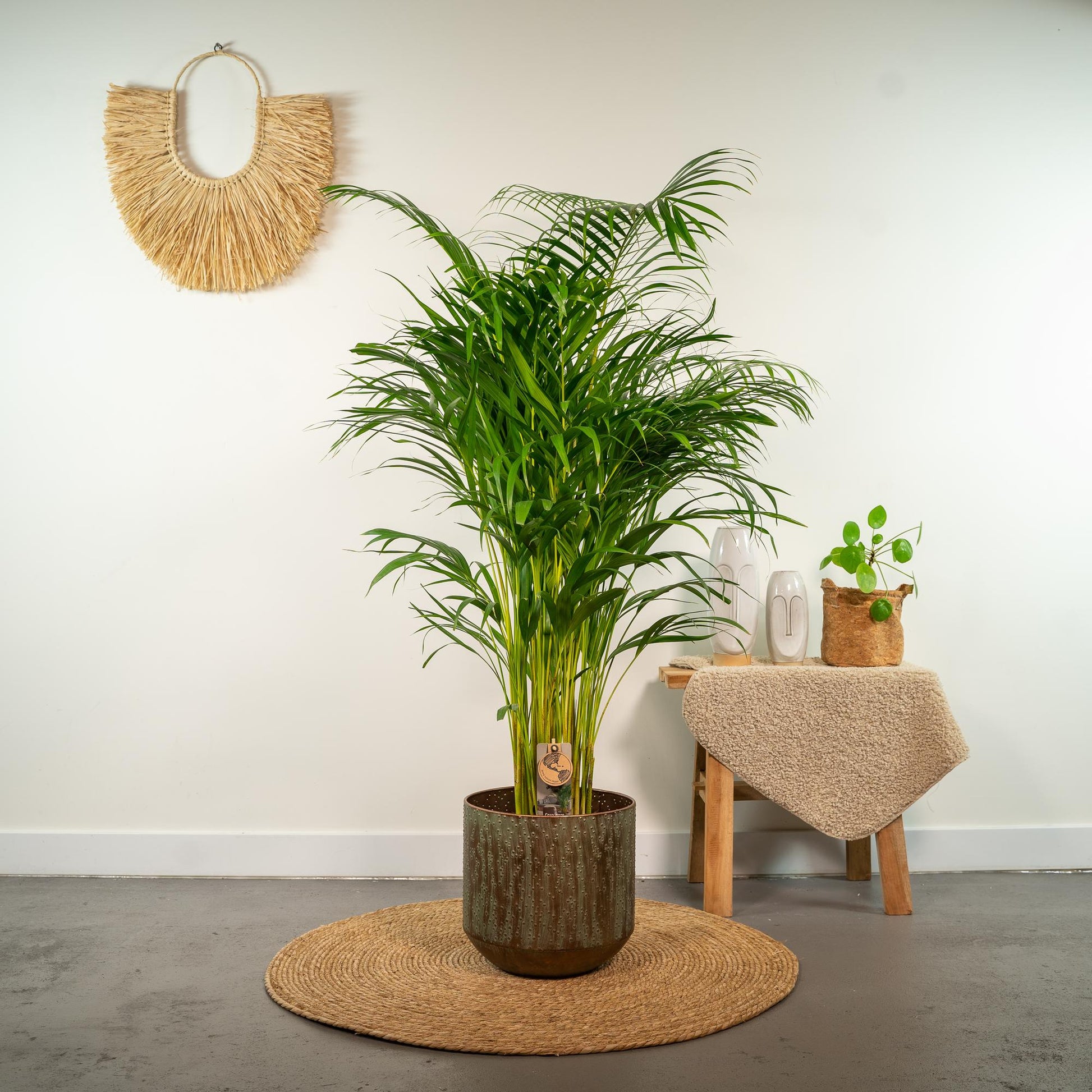 Areca-Palme – Ø21 cm – 130 cm - Botanic-Vibes