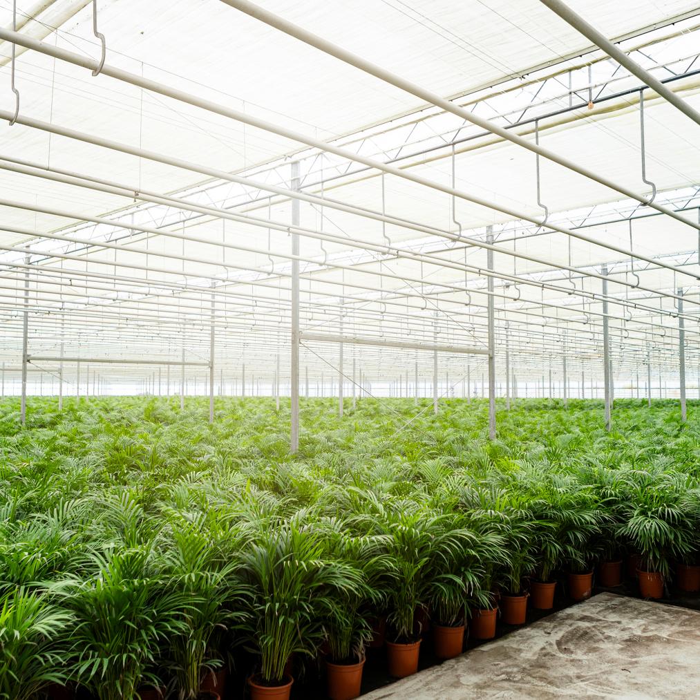 Areca-Palme – Ø21 cm – 130 cm - Botanic-Vibes