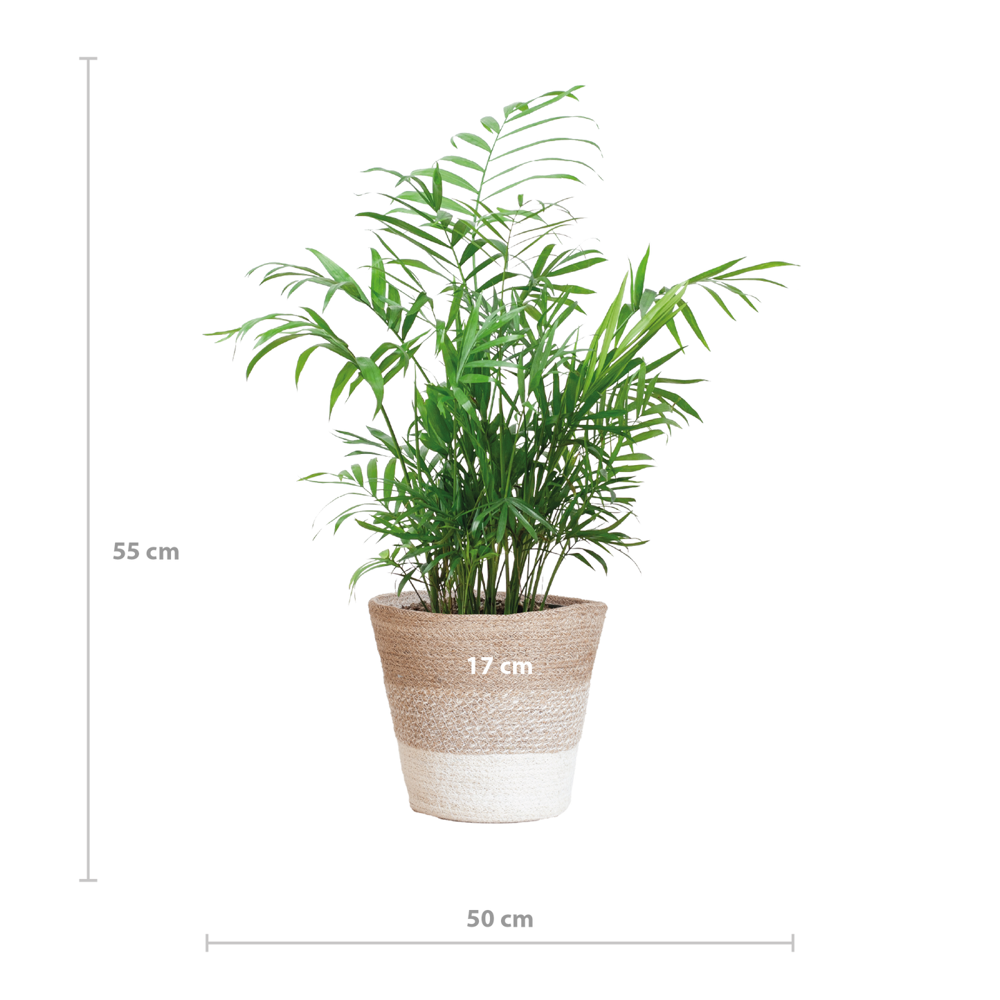 Chamadorea Elegans mit Korb Lissabon weiß - 55cm - Ø17 - Botanic-Vibes